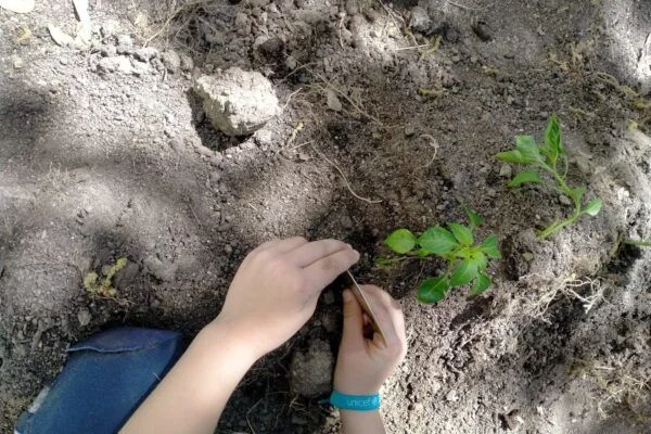 What is the Green Learning methodology?