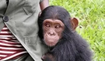 Apadrinamiento chimpancé